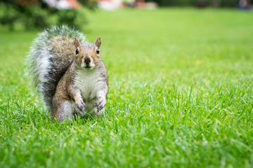Curious squirrel in the grass looking at you /at the camera. Photo taken in a London park during an overcast day. Ears straight up.