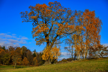 Fall landscape with fields of yellow grass and colorful leaves on the trees outside Stockholm