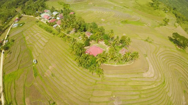 Rice fields of the Philippines. The island of Bohol. Filipino village with houses.