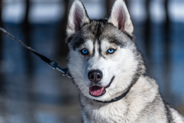 Husky sits on a leash on the ice