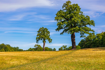 Obraz premium Fall landscape with fields of yellow grass and green leaves on the trees outside Stockholm