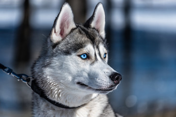 Husky sits on a leash on the ice