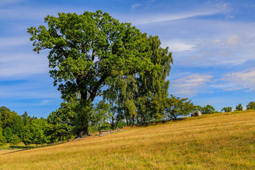 Fall landscape with fields of yellow grass and green leaves on the trees outside Stockholm