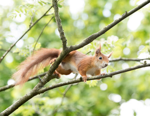 British Wildlife