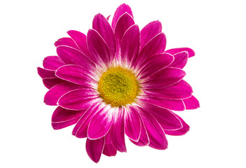 crimson chrysanthemum isolated