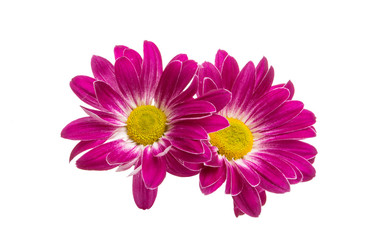 crimson chrysanthemum isolated