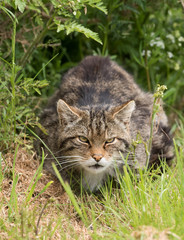 Obraz premium British Wildlife