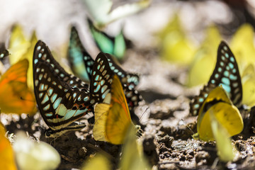 Colorful yellow, turquoise, and orange colored tropical butterfly gathered on ground. 