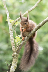 British Wildlife