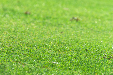 Green grass field with blur park background,spring and summer concept.