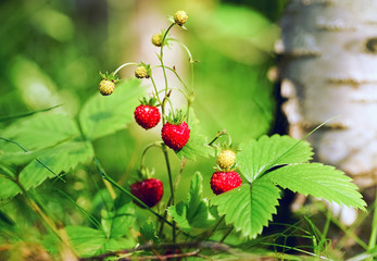 Strawberries in the forest close-up.