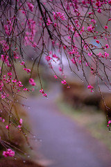 梅の花　梅林公園にて