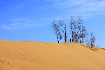 Fototapeta na wymiar Desert scenery，The trees in the desert