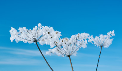 Crystal snow-flowers against the blue sky.