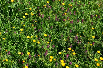 Spring blooms. Wild flowers in the countryside lands.