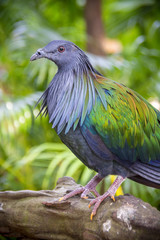 Nicobar pigeon (Caloenas nicobarica). Wildlife animal.