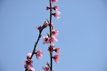 Spring blooms. Peach tree in bloom. Closeup.