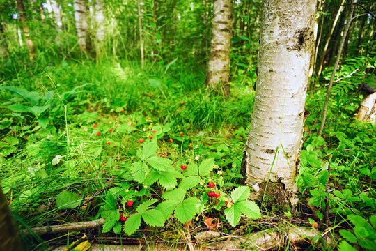 Berries wild strawberry under a birch tree.
