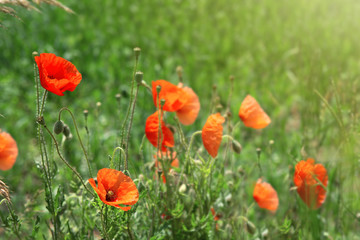 Poppy flowers isolated on green.