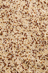 Dry seeds mixed quinoa