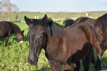 Obraz premium MURGESE HORSE. Italian equine breed of the Murge (Puglia, Italy), bred in the wild since the twentieth century in the old farms. Its origins date back to the era of Spanish domination. 
