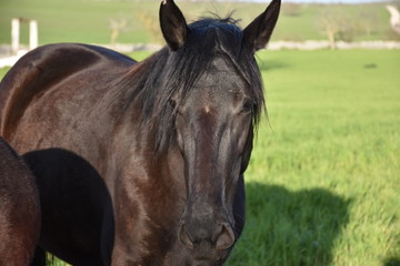 Obraz premium MURGESE HORSE. Italian equine breed of the Murge (Puglia, Italy), bred in the wild since the twentieth century in the old farms. Its origins date back to the era of Spanish domination. Close up