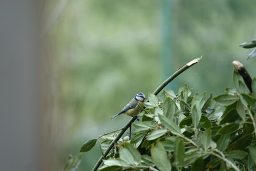 CINCIARELLA