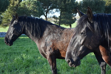 MURGESE HORSE. Italian equine breed of the Murge (Puglia, Italy), bred in the wild since the...