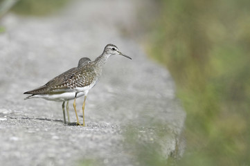 Bird:Pair of Sandpiper Searching for Food