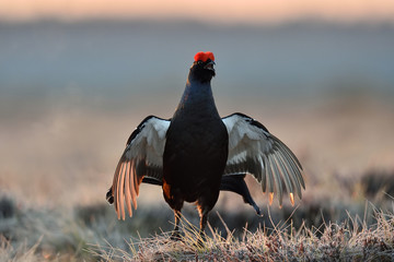Black grouse game. Black grouse male bird in moor.