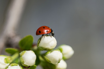 Ladybug