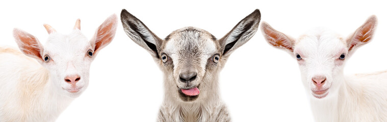 Three funny goat, closeup, isolated on a white background
