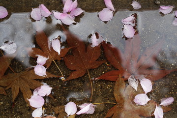 spring cherry blossom petal maple autumn leaf