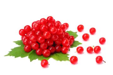 Red berries of Viburnum (arrow wood) with green leaf isolated on white background