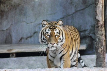Tiger lookin at you