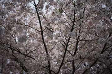 Beautiful korean wild flowers