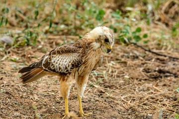 Falcon