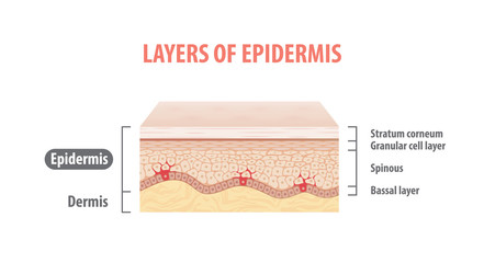 Layers of epidermis illustration vector on white background. Medical concept. - obrazy, fototapety, plakaty