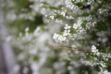beautiful white spring flower