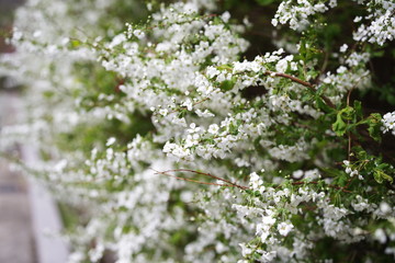 beautiful white spring flower
