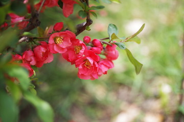 beautiful red spring season flower