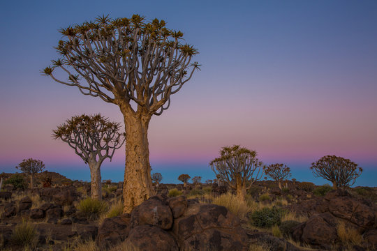 Scenic view of trees and rocks in savanna during sunset