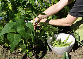 Stangenbohnen Ernte im Garten