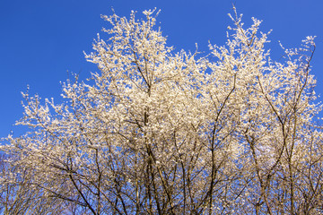 Obraz na płótnie Canvas Wild cherry blossom in Germany in spring