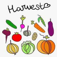 Vegetables and harvest background