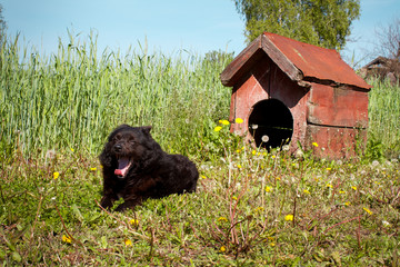 Black domestic dog near his house