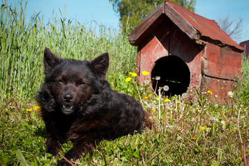 Black domestic dog near his house