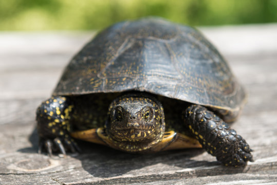 Big turtle on old wooden desk with sunny grass on background
