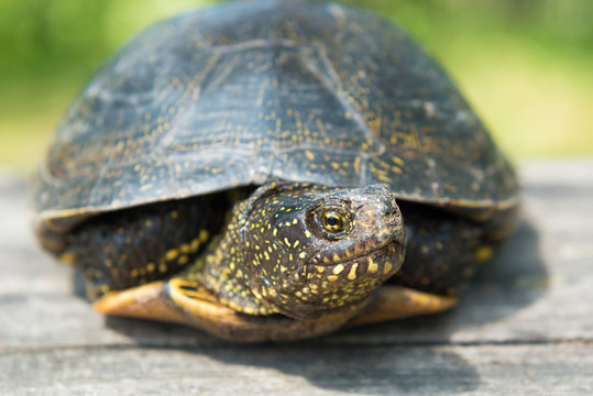  Big turtle on old wooden desk with sunny grass on background
