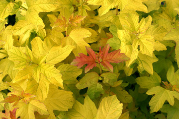 Viburnum opulus Xanthocarpum